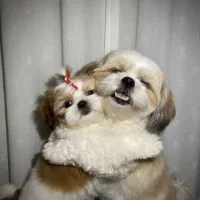 تریکالر توله کوچک شیتزو ناز|سگ|رشت, سعدی (تختی)|دیوار