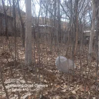 نهال گردو|خدمات باغبانی و درختکاری|بردسیر, |دیوار