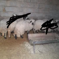 طلا یک بره نر