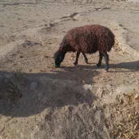 میش اوست ۷ عدد|حیوانات مزرعه|تربت جام, جلگه موسی آباد|دیوار