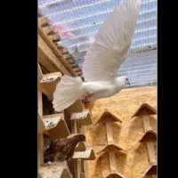 چوب بند کفتر