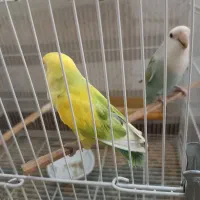 یک جفت کوتوله برزیلی