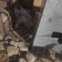 خروس برهما سالم|حیوانات مزرعه|پلنگ آباد, |دیوار