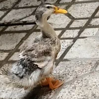اردک 4 ماهه بزرگ سر حال