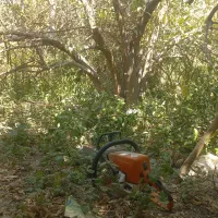 برش چوب درخت  مرکبات