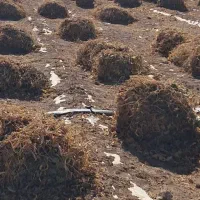 کاشت لوبیا با شراکت|خدمات باغبانی و درختکاری|زاغه, |دیوار