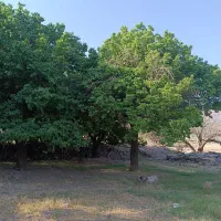 زمین-فروشی
