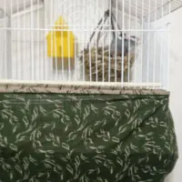 فنچ خارجی|پرنده|شریفآباد, |دیوار