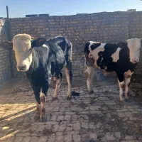 فروش دوراس گوساله سیمینتال مشکی