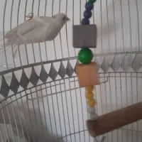 تعدادی قناری|پرنده|شیروان (خراسان), |دیوار