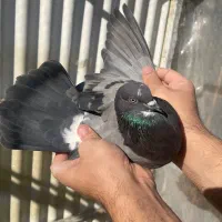 کبوتر پرشی خوش نقش|پرنده|ری, علایین|دیوار