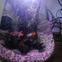 تنگ بزرگ ماهی|ماهی|رشت, کوی مهر|دیوار