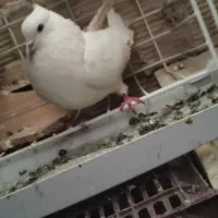 کبوتر|پرنده|بومهن, |دیوار