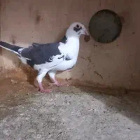 کبوتر|پرنده|گرگان, |دیوار