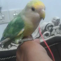 طوطی‌. کوتوله. برزیلی
