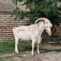 بز نر تخمی سانن|حیوانات مزرعه|گرگان, |دیوار
