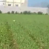 زمین مسکونی|فروش زمین و ملک کلنگی|فومن, |دیوار