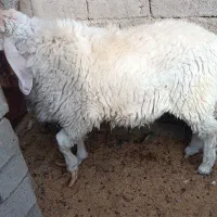 قوچ مری اصل|حیوانات مزرعه|جزنیک, |دیوار