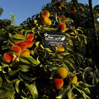 نهال زردآلو،گردو،انگور،هلو،شلیل در نهالستان غرب