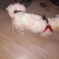 توله نر ۴ماهه اشپیتز روباهی|سگ|پاکدشت, حصار امیر|دیوار