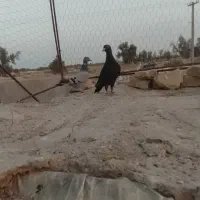 کبوتر نر|پرنده|زابل, |دیوار