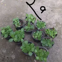 انواع گل و گیاه مناسب روز مادر|گل و گیاه طبیعی|رشت, بیجارپس|دیوار