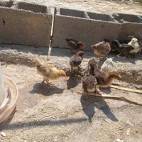 جوجه|حیوانات مزرعه|بهبهان, |دیوار