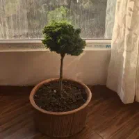 بنسای کاج نانا