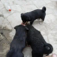 سگ پاپی نگهبان|سگ|مشهد, میان ولایت|دیوار