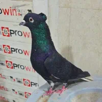 ۱۲عدد کبوتر اشعل دم سفید