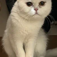 گربه ماده اسکاتیش یه سالو نیمه|گربه|کرمان, |دیوار