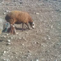 شیشک مهربانی چاق چاق|حیوانات مزرعه|کوهدشت, |دیوار