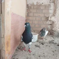 کله سیاه نر کله سبز ماده.کله سیا یک چشم کوره|پرنده|تربت جام, شاد|دیوار