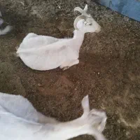 بز سانن|حیوانات مزرعه|بروجن, |دیوار
