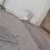 کفتر