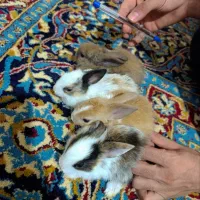 توله خرگوش