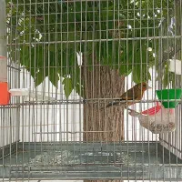 سهره قناری سرخ