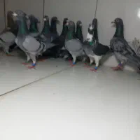 دسته ۲۶تایی پرشی نر سبز پولک