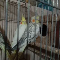 جفت عروس لوتینو گلباقالی مولد|پرنده|میاندوآب, |دیوار