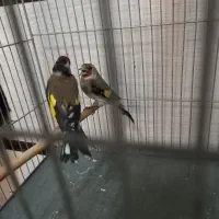 سهره نرو ماده درشت و کشیده