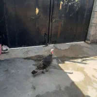 بوقلمون ماده بفروش میرشد