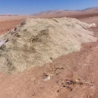 مقدار ۱۰تن کاه لوبیا|حیوانات مزرعه|سده (فارس), |دیوار