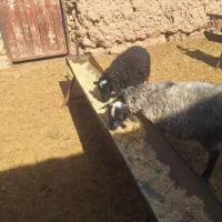 فروش دوعدد بره رومانف اصل|حیوانات مزرعه|تربتحیدریه, ۴۵ متری|دیوار