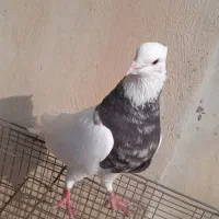 کبوتر طوقی هفت رنگ