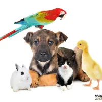 استخدام نیروی خانم کلینیک حیوانات خانگی آرکا