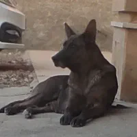 سگ مایلیونیز|سگ|هشتگرد, خور|دیوار