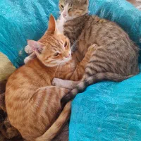 نیازمند یک سگ سرابی نگهبان