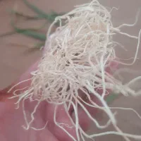 سیر مخصوص برای بذر
