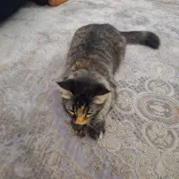 گربه واگذاری|گربه|شهریار, شهریار|دیوار