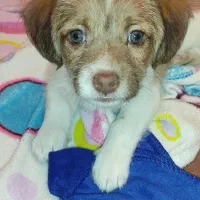 میکس شیتزو و اشپیتز